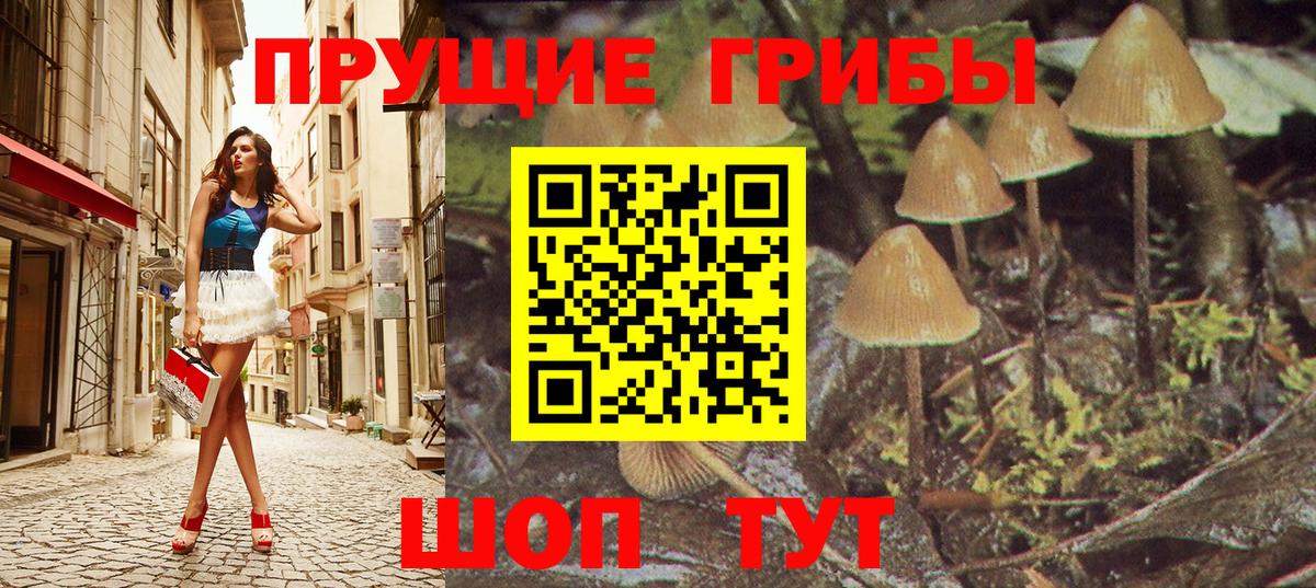 Псилоцибиновые грибы Psilocybe Кольчугино